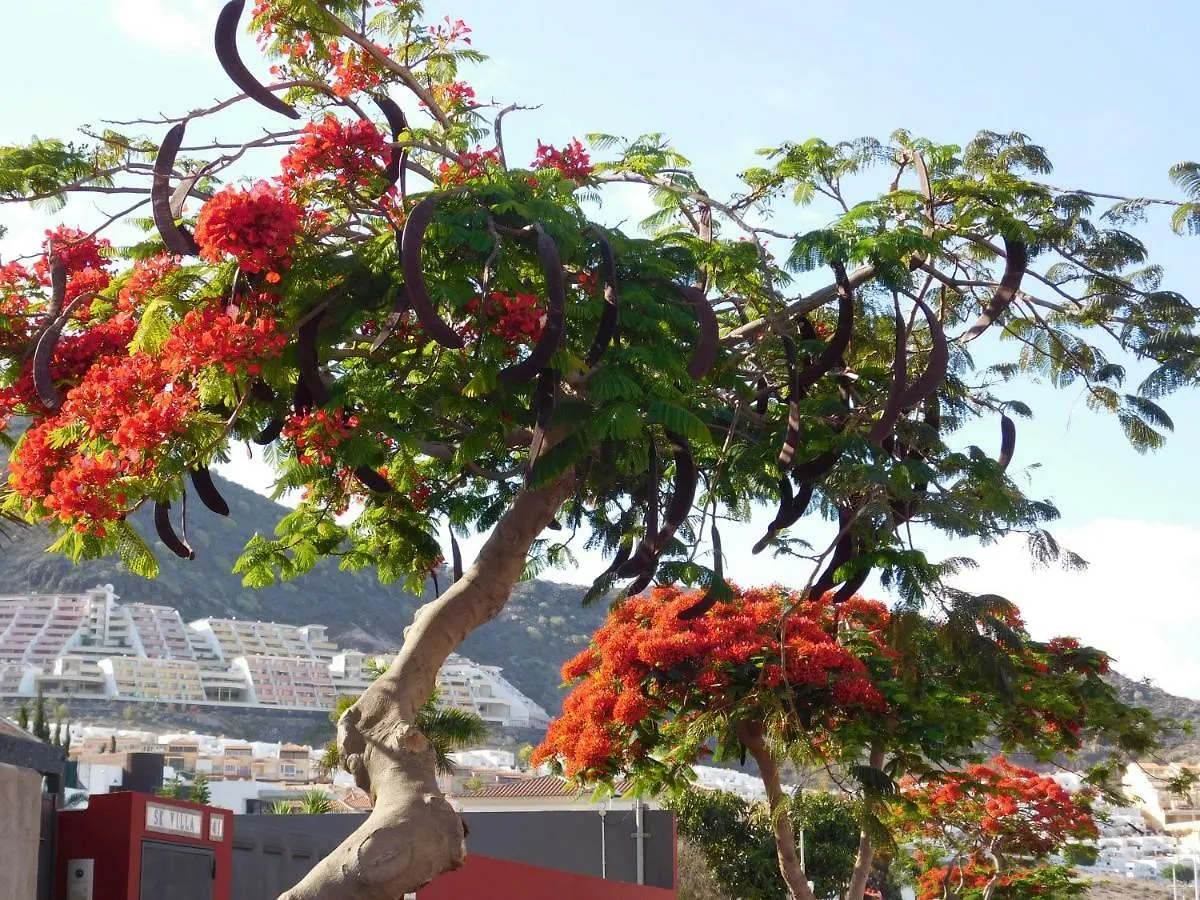 Apartamento Brisas del Mar Costa Adeje   Costa Adeje (Tenerife)
